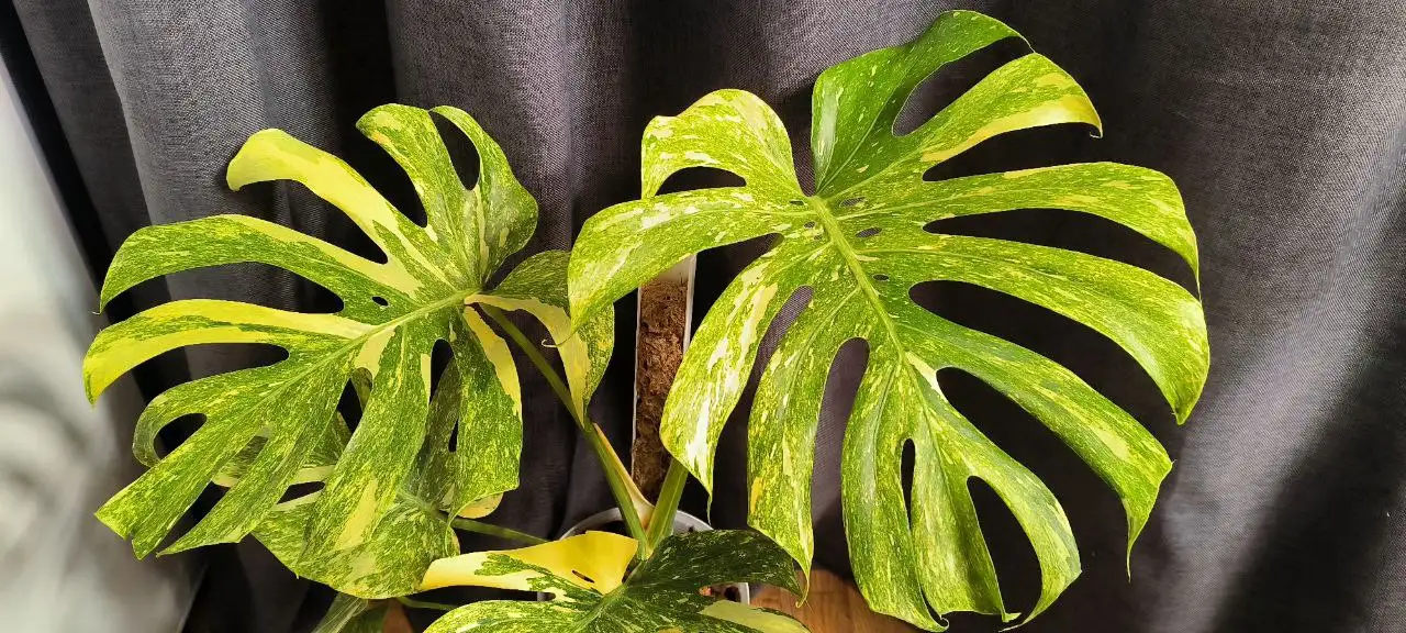 Комнатные растения в Красноярске - Растения (Хобби и отдых) в Красноярск