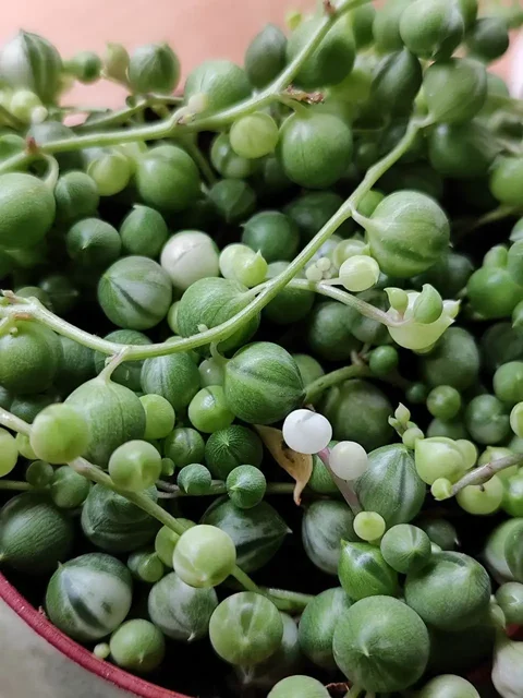 Альбиносные горошинки - Конструкторы в Красноярск