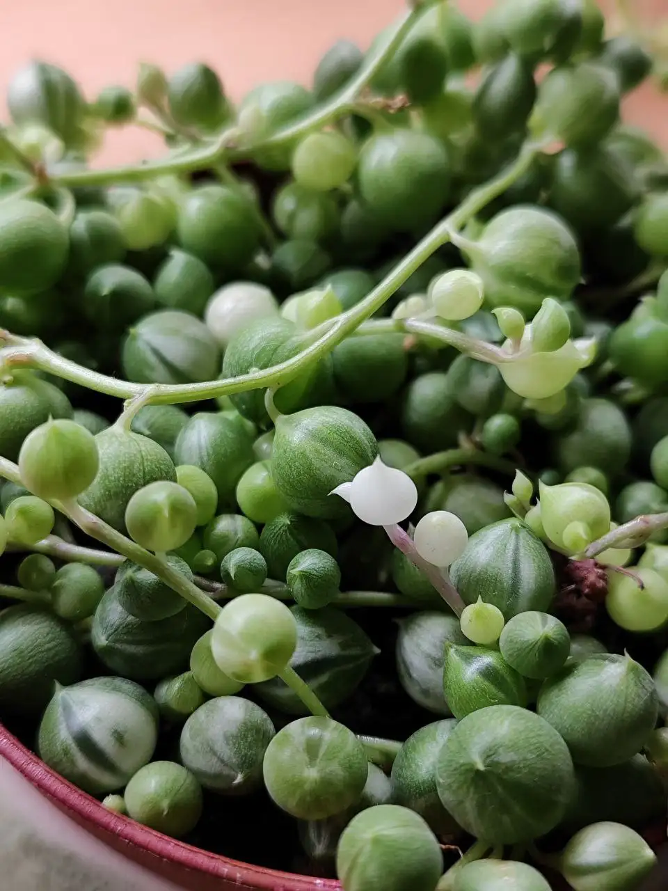 Альбиносные горошинки - Комнатные растения (Хобби и отдых) в Красноярск