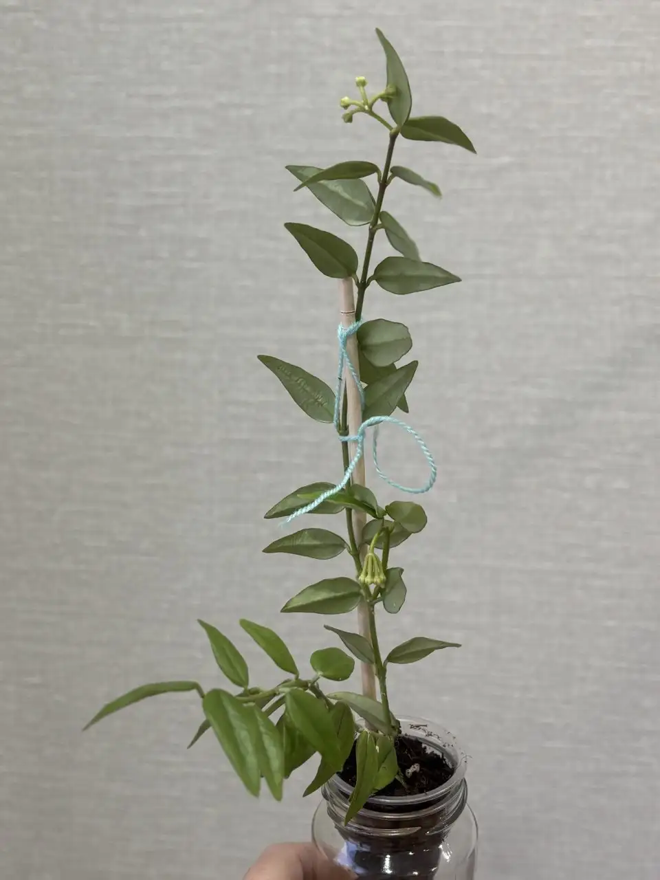 Хойя Белла с цветоносами - Комнатные растения (Хобби и отдых) в Красноярск