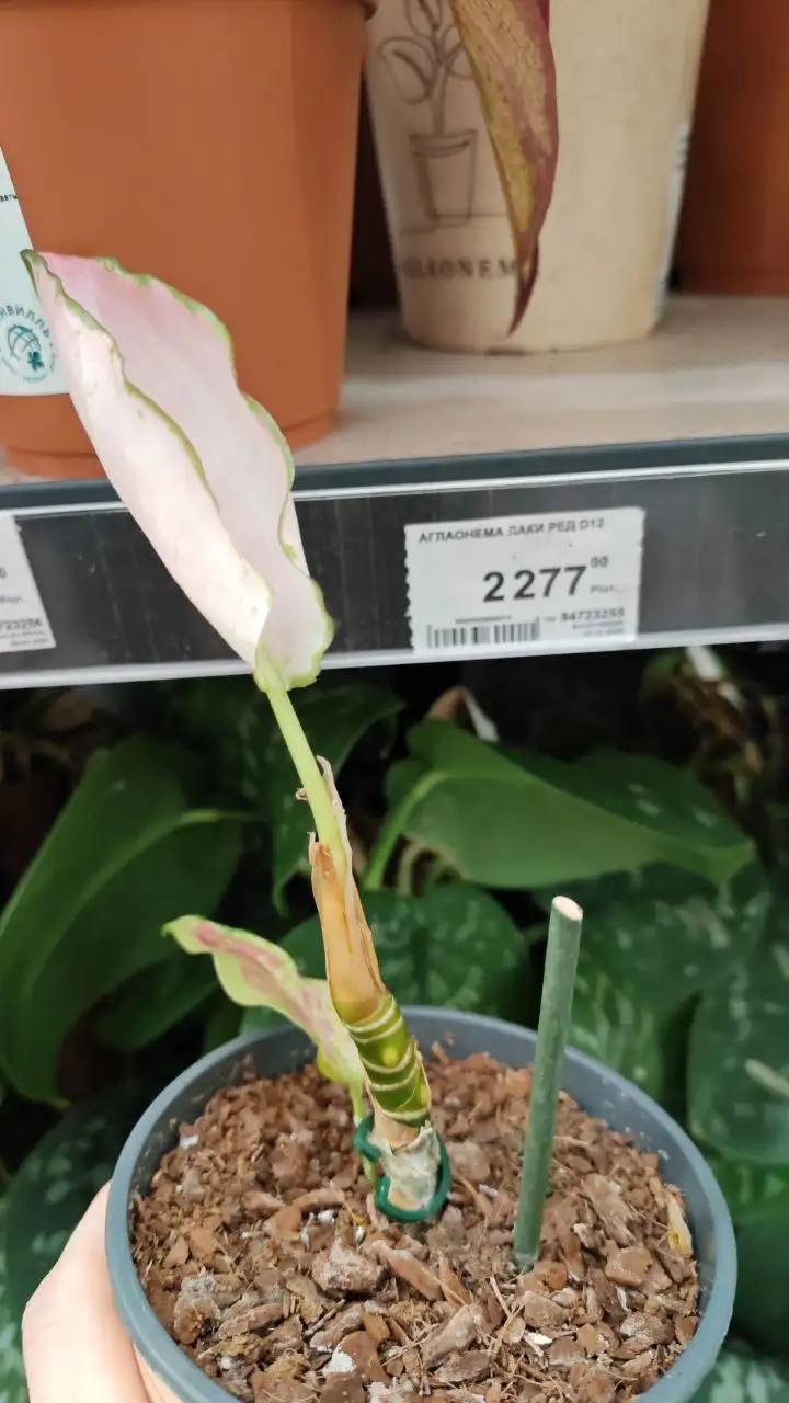 Комнатные растения в Красноярске - Комнатные растения (Хобби и отдых) в Красноярск