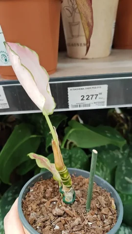 Комнатные растения в Красноярске - Конструкторы в Красноярск