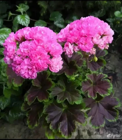 Продам пеларгонию Маде ин Шведен - Конструкторы в Красноярск
