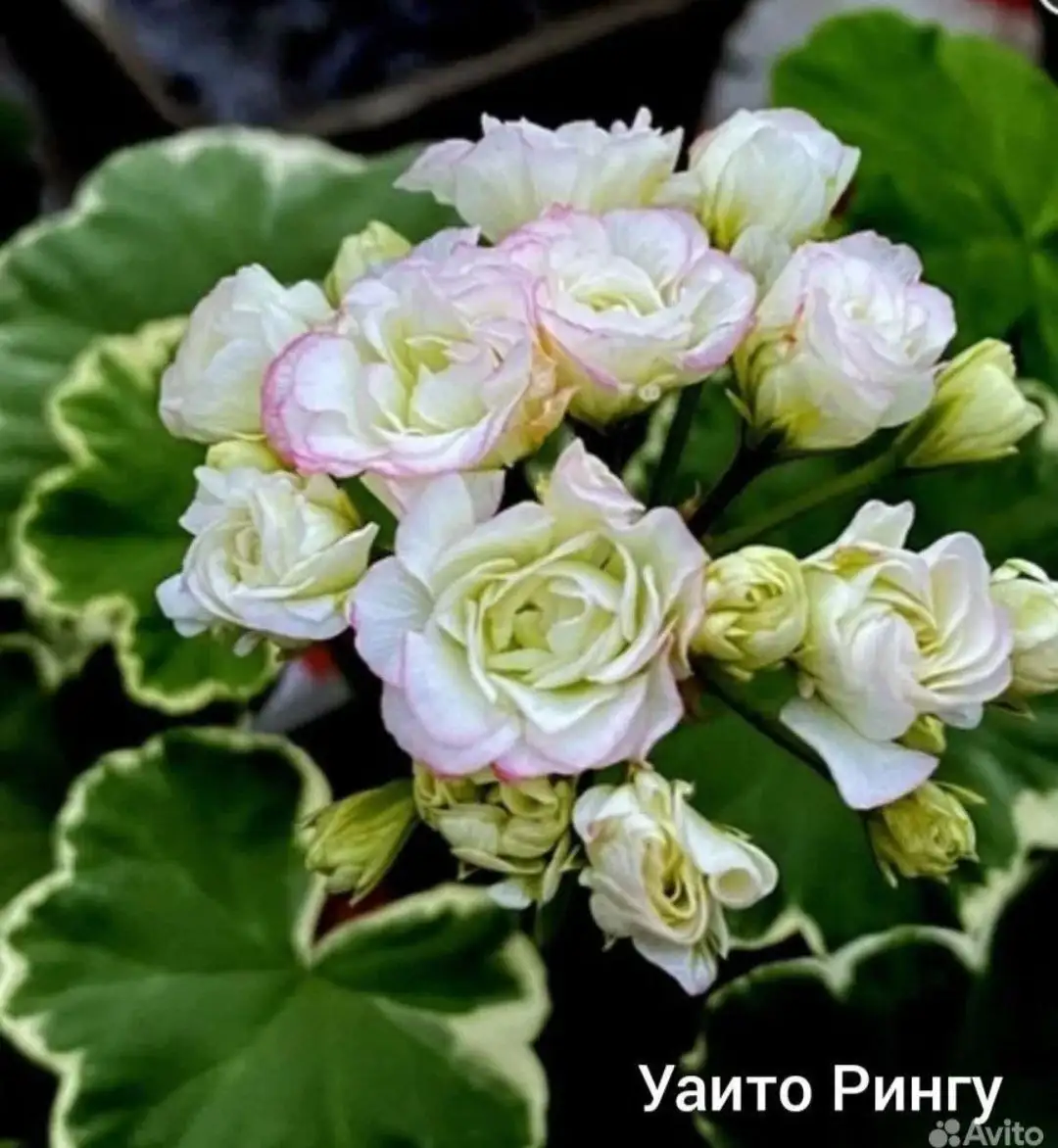 Продам пеларгонию UAITO RINGU - Комнатные растения (Хобби и отдых) в Красноярск