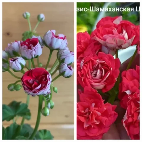 Пеларгония ЮЗИС Шамаханская царица в 0,5 ст. - Конструкторы в Красноярск