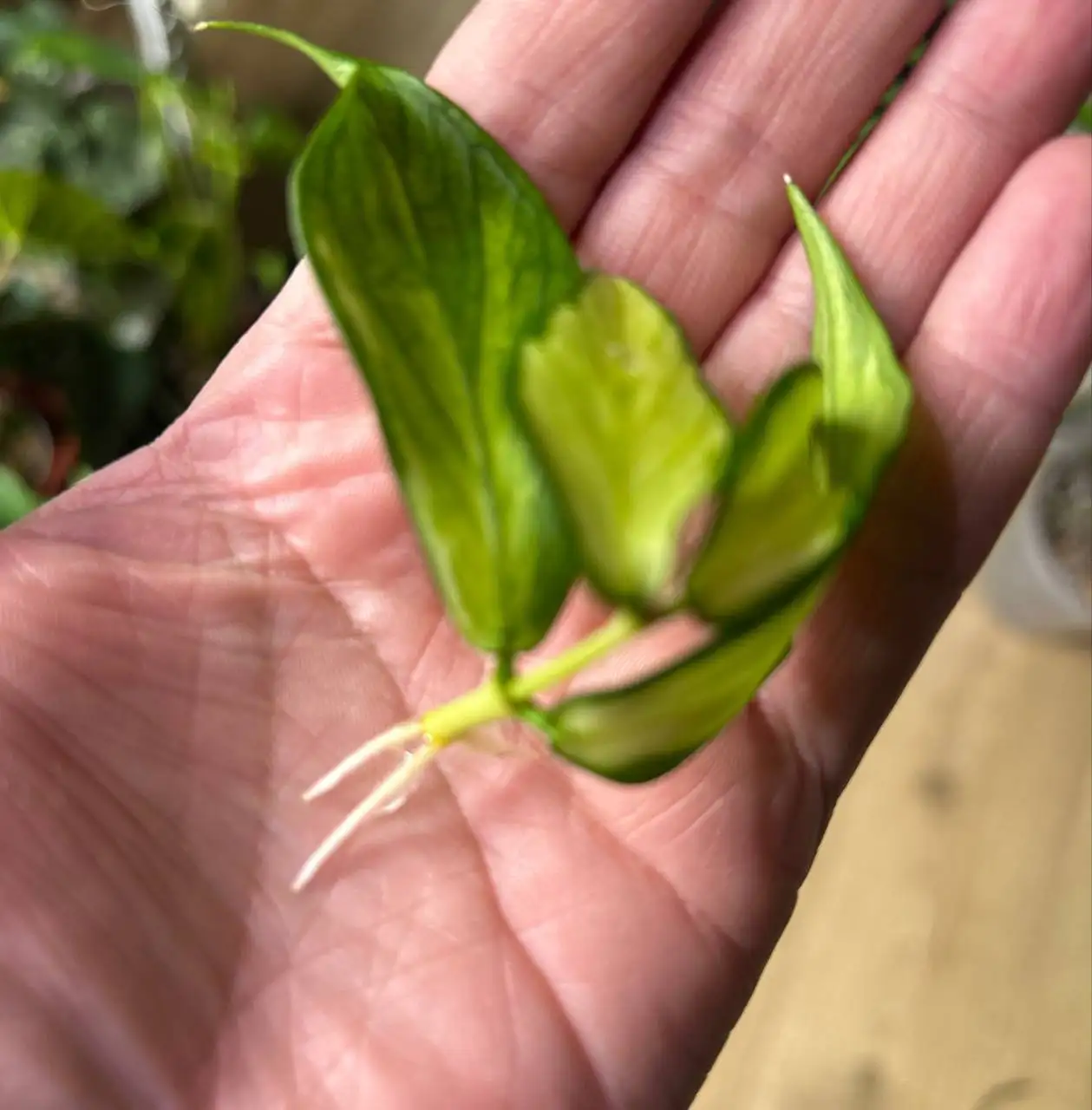 Хойя Полинейра вариегатная - Комнатные растения (Хобби и отдых) в Красноярск