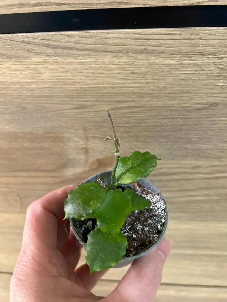 Хойя эндауэнсис - Комнатные растения (Хобби и отдых) в Красноярск