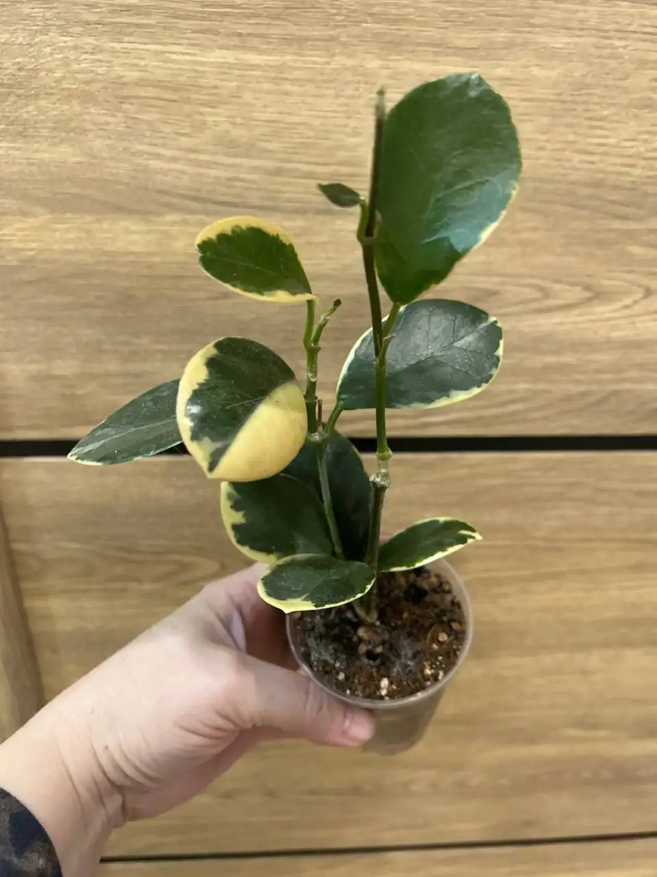 Хойя Блонди комнатное растение - Комнатные растения (Хобби и отдых) в Красноярск