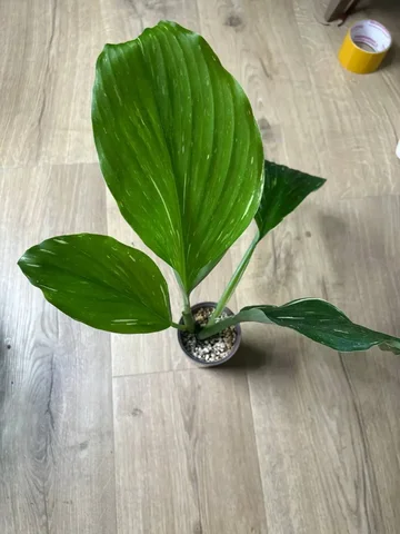 Кемпферия марбл - Конструкторы в Красноярск