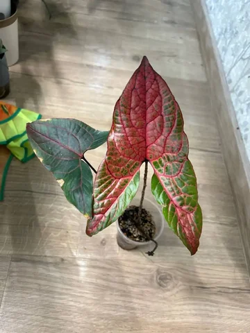 Циртосперма Джонсона - комнатное растение - Конструкторы в Красноярск