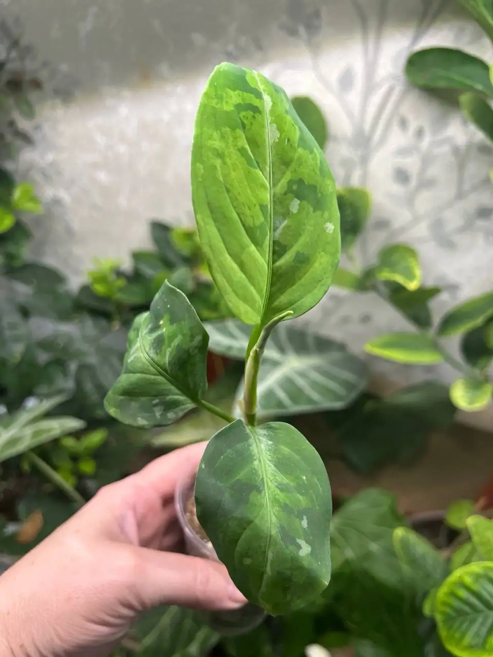 Аглаонема пиктум триколор - Комнатные растения (Хобби и отдых) в Красноярск