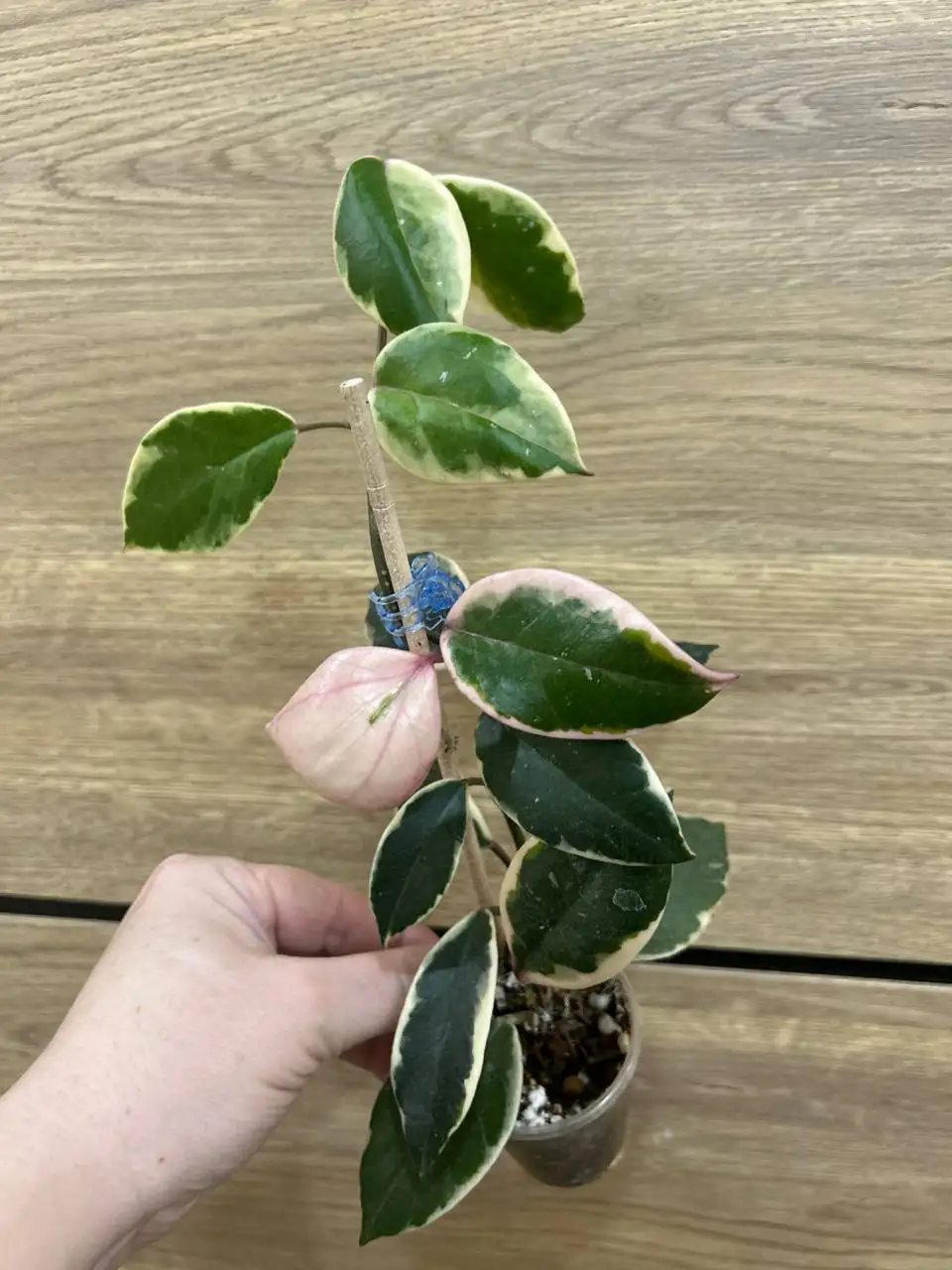 Хойя фламинго - Комнатные растения (Хобби и отдых) в Красноярск