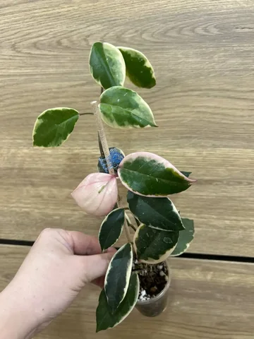 Хойя фламинго - Конструкторы в Красноярск