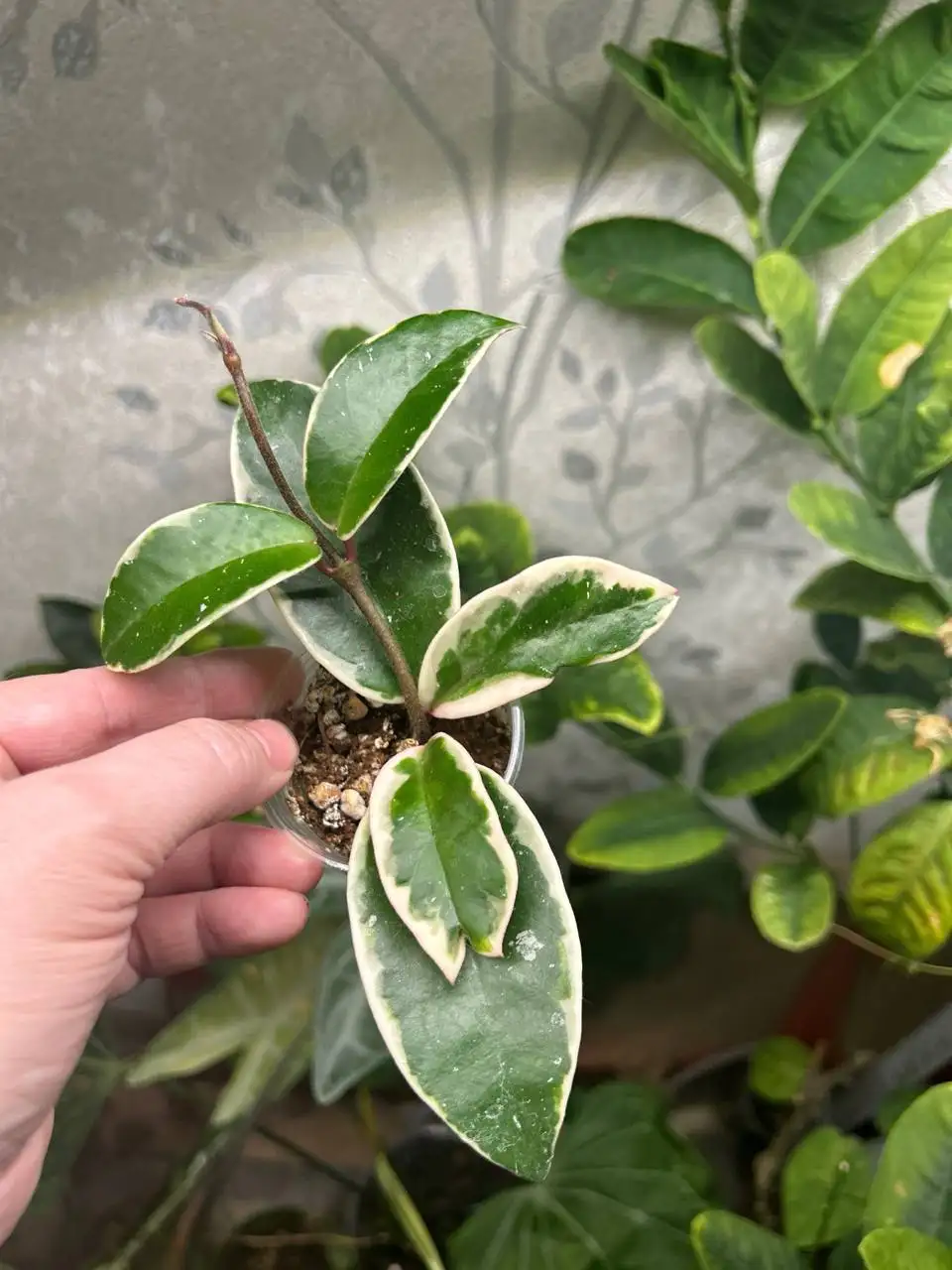 Хойя Кримсон Квин - Комнатные растения (Хобби и отдых) в Красноярск