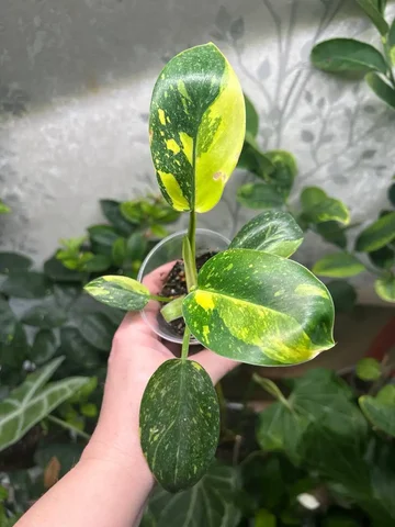 Продажа филодендрона Грин Конго - Товары для животных в Красноярск