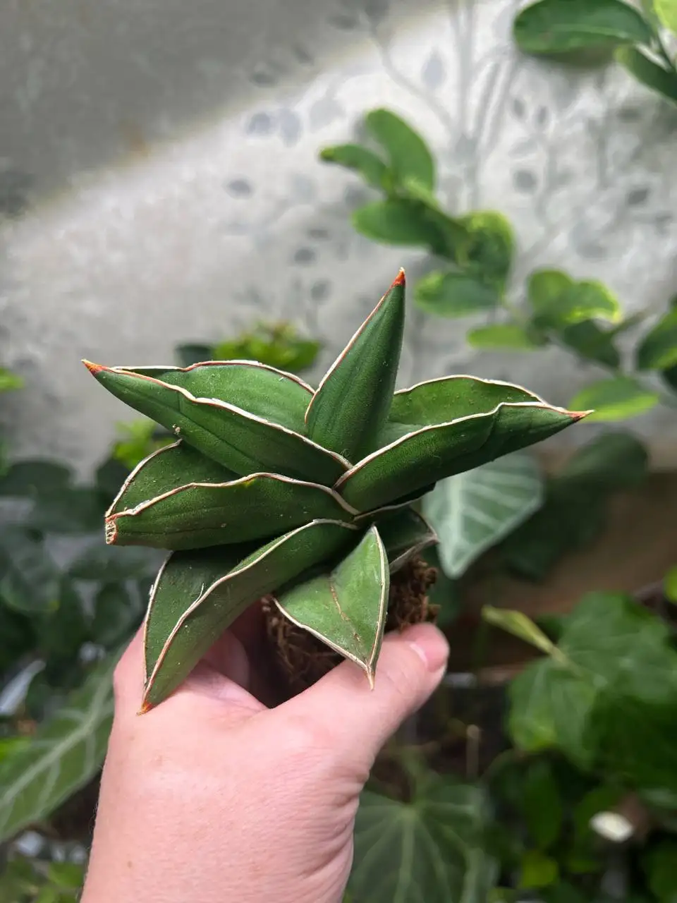 Продажа растения Санса самурай в Красноярске - Комнатные растения (Хобби и отдых) в Красноярск