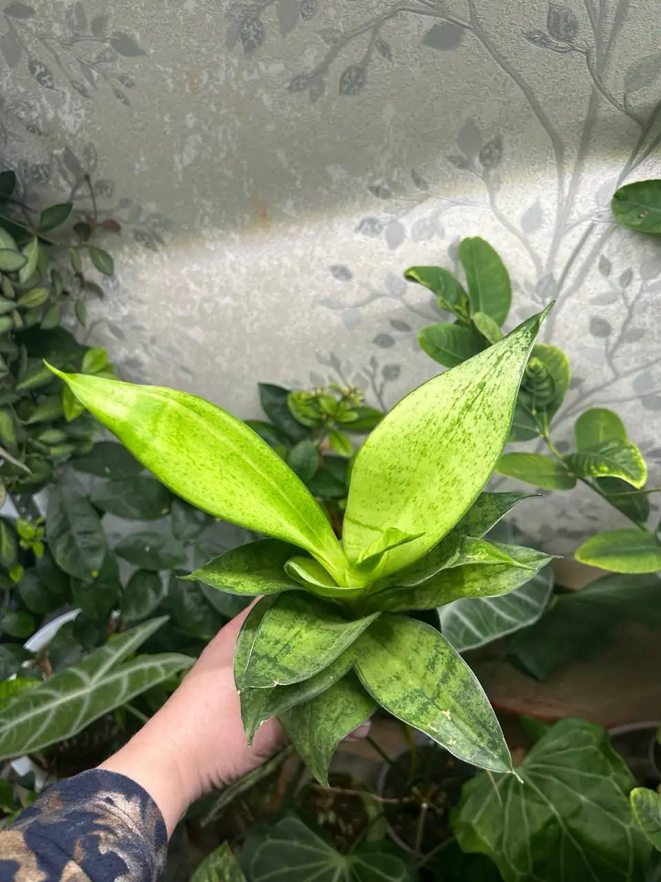 Санса фатура фрозен - Комнатные растения в Красноярск