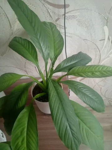 Спатифиллум канифоль большой - Конструкторы в Красноярск