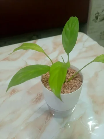 Спатифиллум Лемон глоу - Стройматериалы в Красноярск