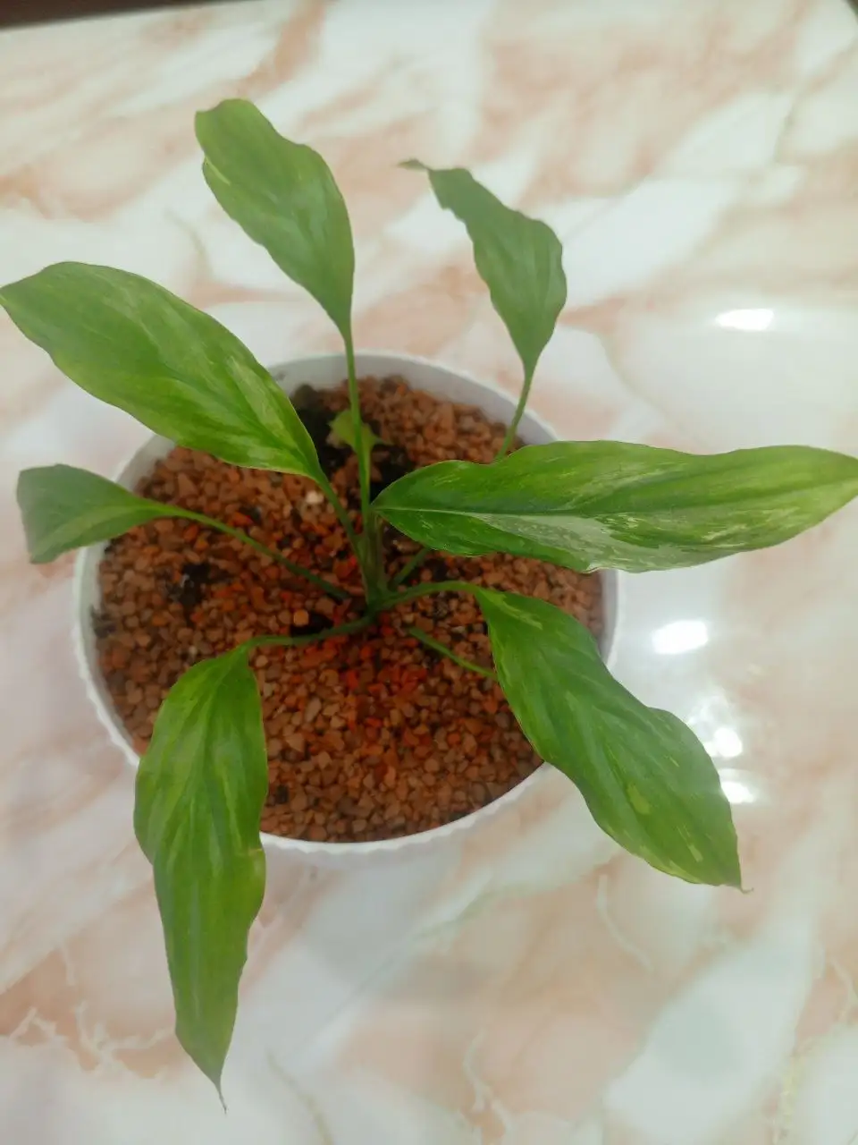 Спатифиллум Муншедон в Красноярске - Комнатные растения (Для дома и дачи) в Красноярск