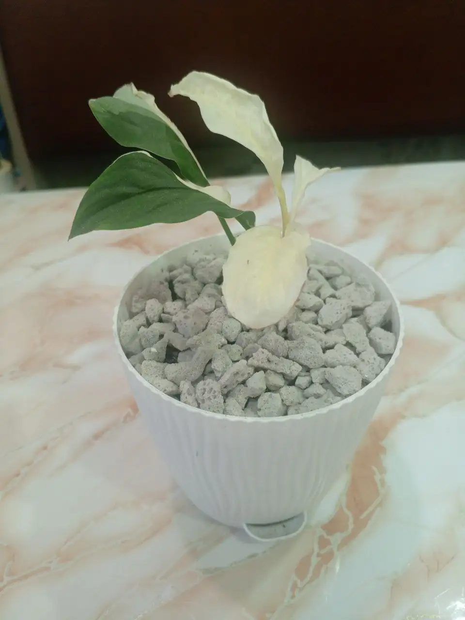 Спатифиллум Пикассо - Комнатные растения (Хобби и отдых) в Красноярск