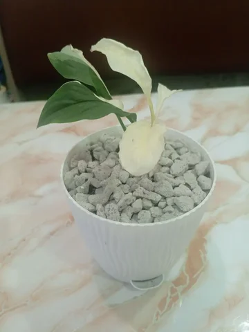 Спатифиллум Пикассо - Конструкторы в Красноярск