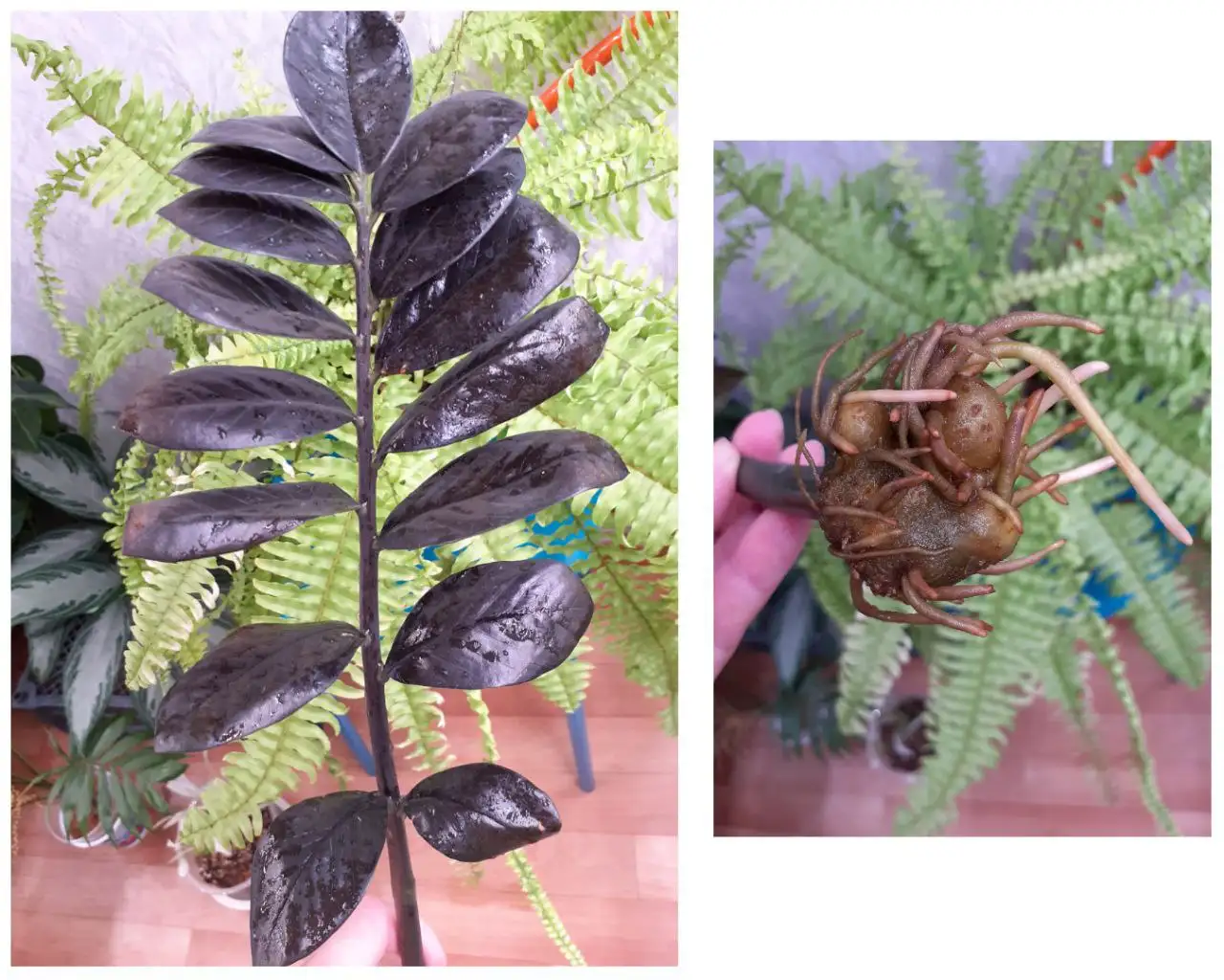 Замиокулькас 40 см с корнями - Комнатные растения (Хобби и отдых) в Красноярск