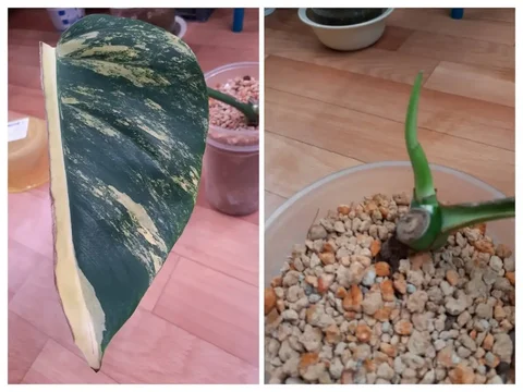 Монстера Еллоу Аурея с активной точкой роста - Конструкторы в Красноярск