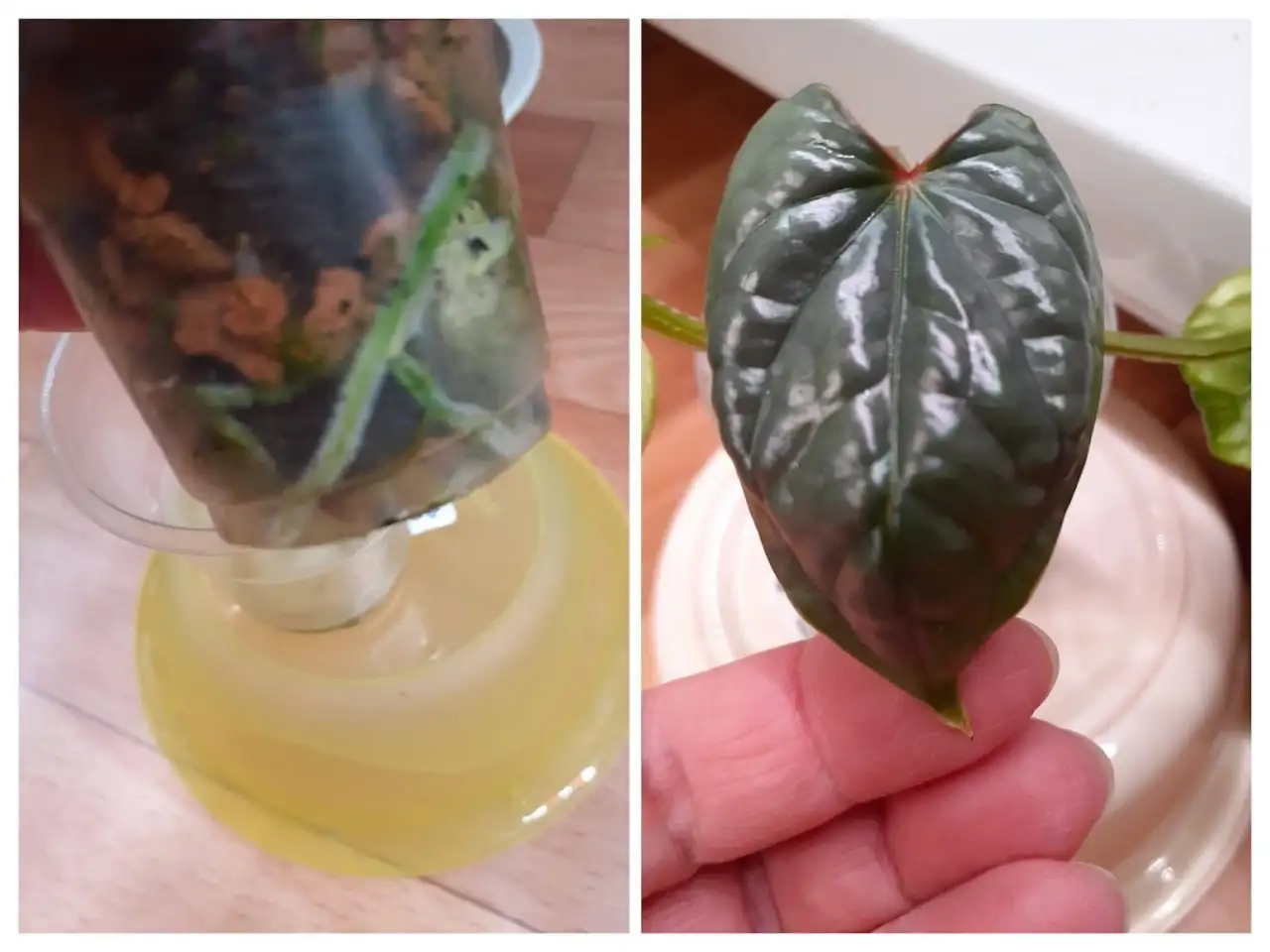 Антуриум Люксурианс - Комнатные растения (Хобби и отдых) в Красноярск