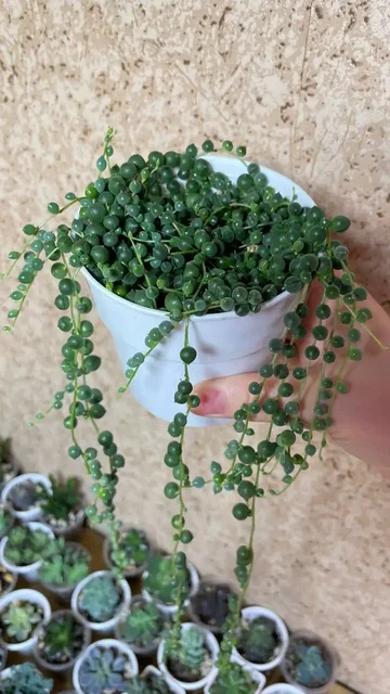 Продажа Крестовника Роули в Красноярске - Конструкторы в Красноярск