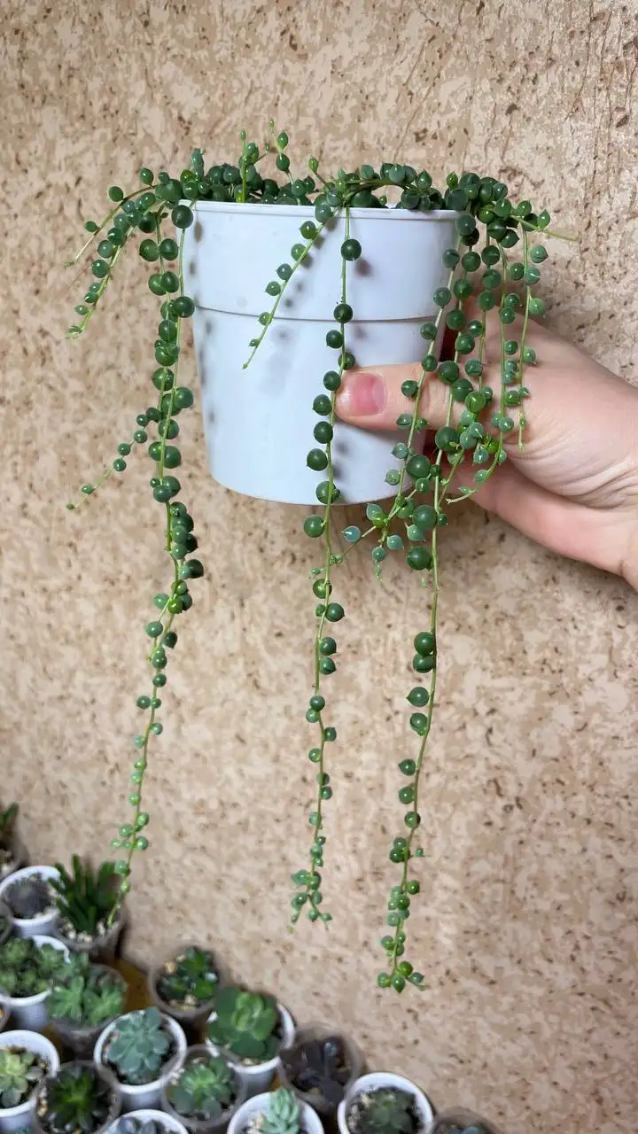 Продажа Крестовника Роули в Красноярске - Комнатные растения (Хобби и отдых) в Красноярск