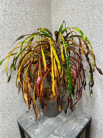 Кротон Занзибар в горшке 1,5 л - Конструкторы в Красноярск