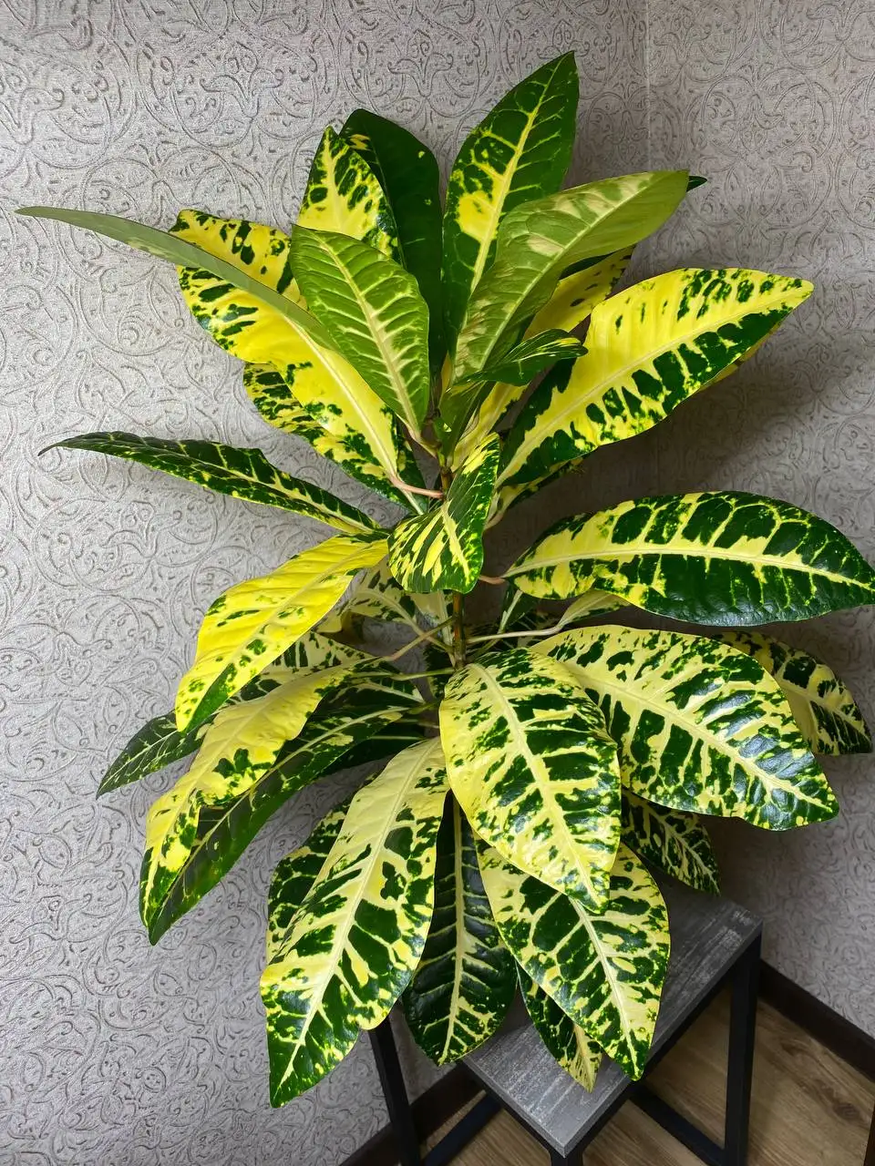 Кротон Монья в горшке 3 л, высота 50 см - Комнатные растения (Хобби и отдых) в Красноярск