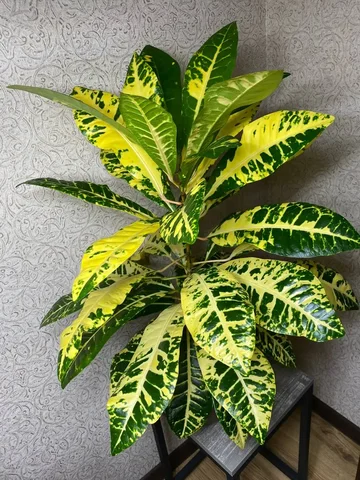 Кротон Монья в горшке 3 л, высота 50 см - Конструкторы в Красноярск