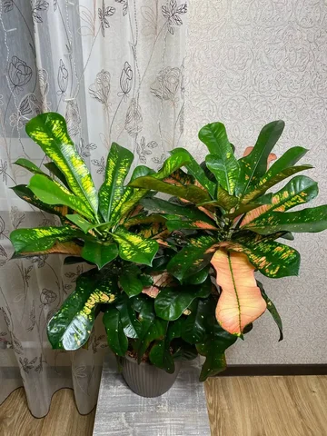 Продажа Кротона Вилма - Конструкторы в Красноярск