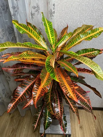 Продам комнатное растение Кротон Вейчи - Конструкторы в Красноярск