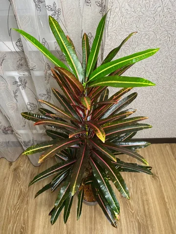 Продажа комнатного растения Кротон Экскуренс - Конструкторы в Красноярск