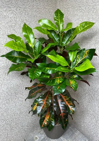 Кротон Зулу комнатное растение - Конструкторы в Красноярск