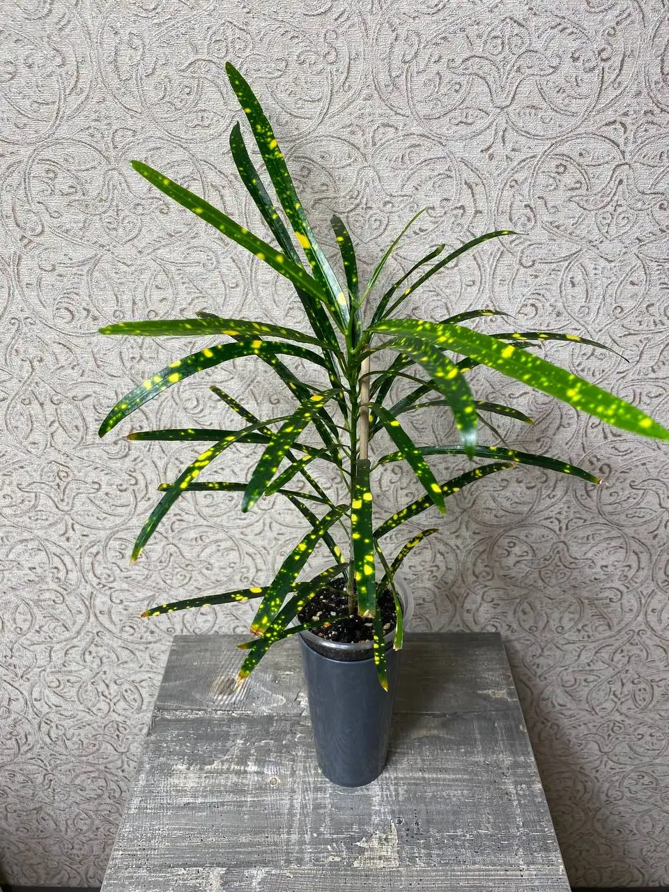 Кротон Пиктум спот (Брызги шампанского) в стакане 300 мл - Комнатные растения (Хобби и отдых) в Красноярск