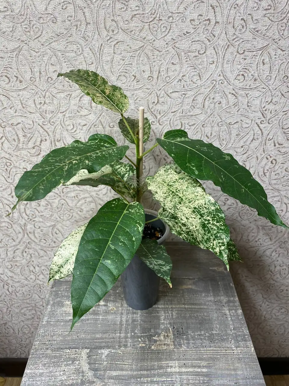Фикус Альтиссима Нью клон (Снежный шторм) - Комнатные растения (Барахолка) в Красноярск