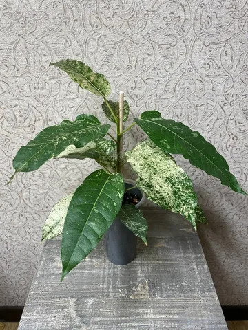 Фикус Альтиссима Нью клон (Снежный шторм) - Товары для животных в Красноярск