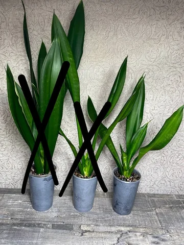 Сансевиерия Блек Даймонд - Конструкторы в Красноярск