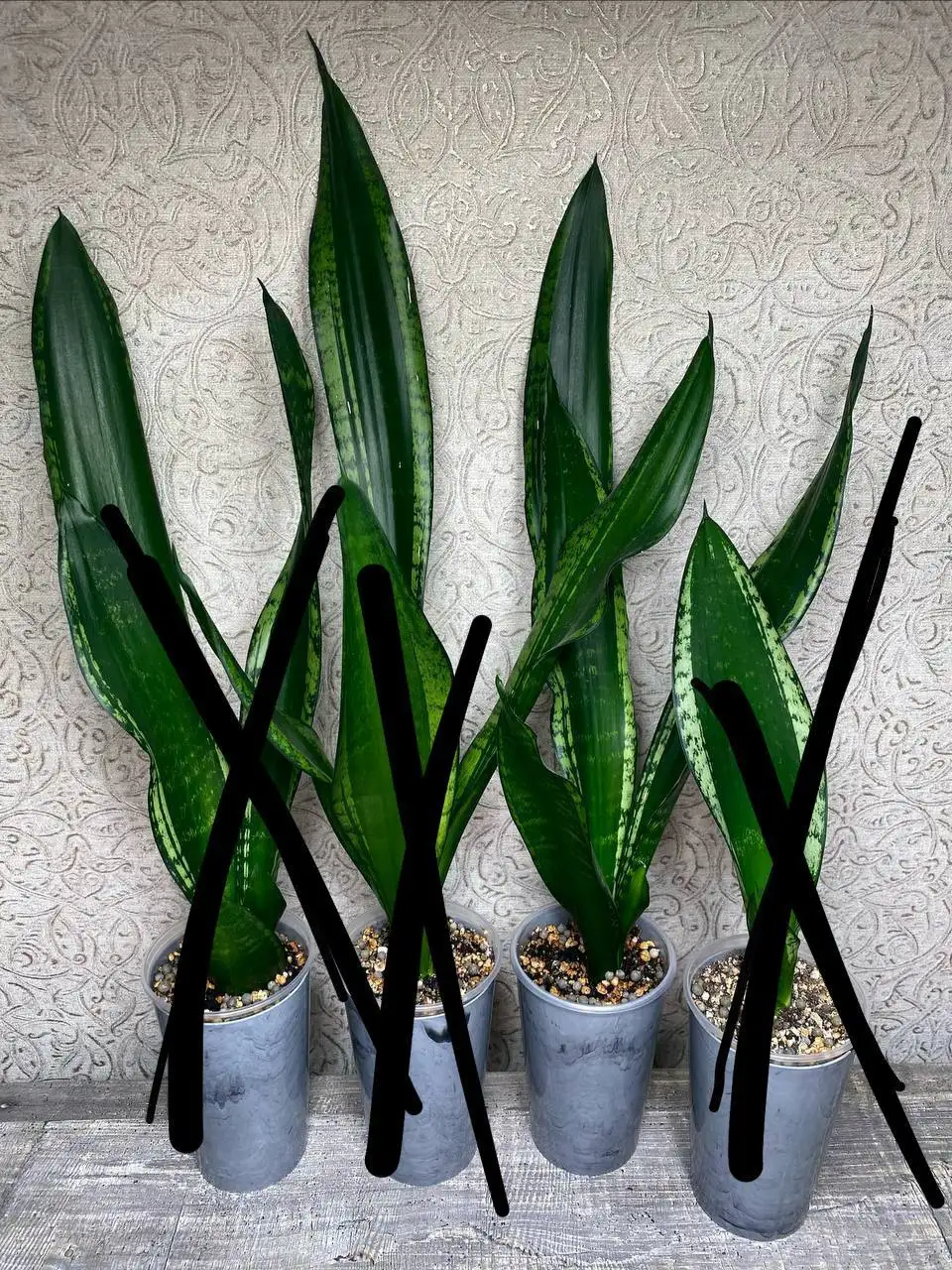 Сансевиерия Уитни - Комнатные растения (Хобби и отдых) в Красноярск