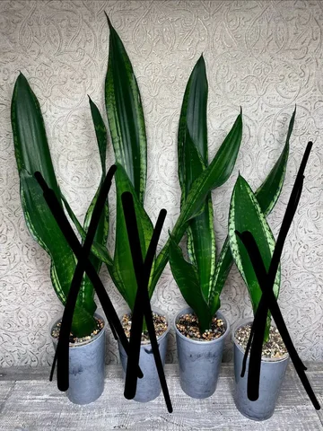 Сансевиерия Уитни - Конструкторы в Красноярск