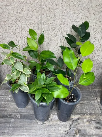 Продажа фикусов разных сортов - Конструкторы в Красноярск