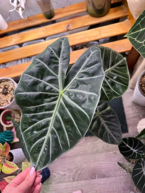 Алоказия Найроби с клубнями в кашпо - Конструкторы в Красноярск