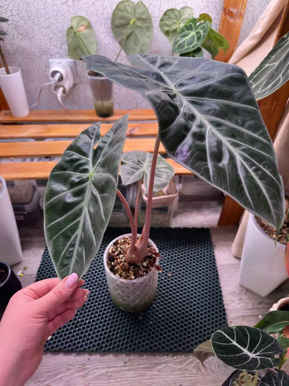 Алоказия Найроби с клубнями в кашпо - Комнатные растения (Хобби и отдых) в Красноярск