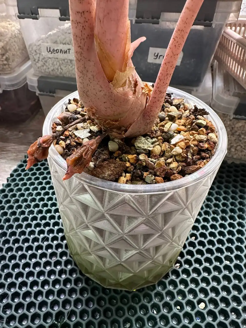 Алоказия Найроби с клубнями в кашпо - Комнатные растения (Хобби и отдых) в Красноярск