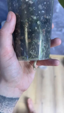 Комнатные растения в Красноярске - Конструкторы в Красноярск