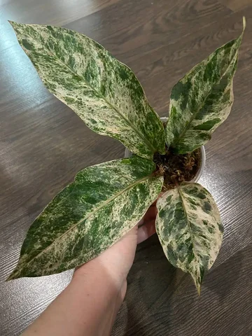 Антуриум Вар - Конструкторы в Красноярск